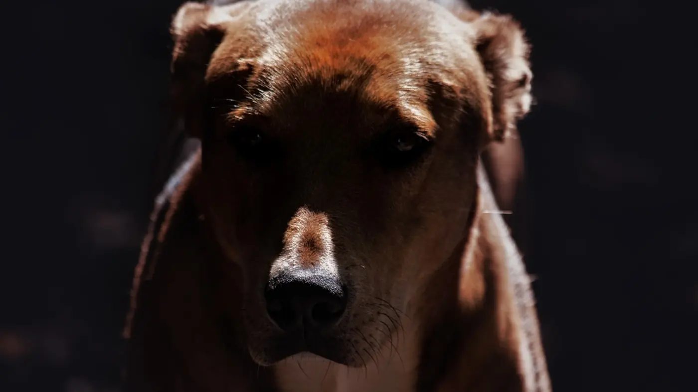 A rescue dog in low light